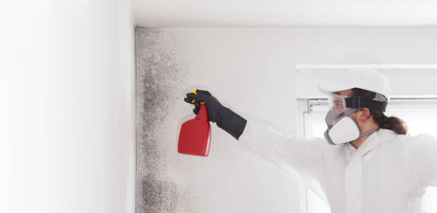 Best Professional Mold Removal  in USA